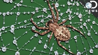 What Makes Spider Silk Tougher Than Steel?