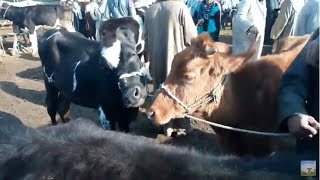 اسعار البقر في سوق الثلاثاء للمواشي في بالمحلة