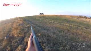 ΚΥΝΗΓΙ ΟΡΤΥΚΙΟΥ 28 8 2018 (Hunting Quail)