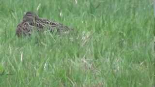 Человек и природа.Дикие Утки  Man and priroda.Dikie Ducks
