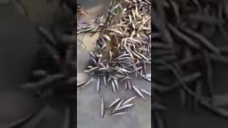 Сеть гирлянда, хороший улов