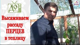 Высаживаем рассаду ПЕРЦЕВ в теплицу / грунт. Советы по посадке