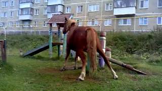 Лошадь Мастурбирует