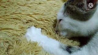 WHEN A CUTE KITTEN MISSES HIS MOTHER ???? . ANAK KUCING NYUSU PADA BONEKA. ????