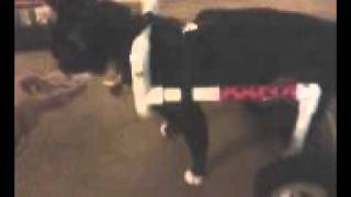 Homemade PVC cat Wheelchair