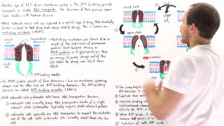 ABC Transporters