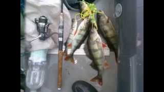 Ловля судака на живца/Fishing for live bait