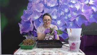 ОБОДРАЛИ КУЧУ ЛИСТЬЕВ ПРИ ПОСАДКЕ!!! САМЫЙ ПРОСТОЙ СПОСОБ ПОСАДКИ ФАЛЕНОПСИСА !