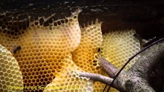 Дикое Гнездо Пчел Нашли в Лесу! Wild Honeybee Nest Was Found in Forest, Kiev, Ukraine