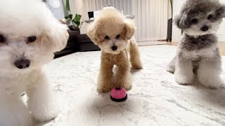 푸들이 똑똑한 이유?!(삼둥이들 천재설?ㅋ)