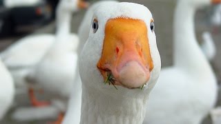 [Овощ и El Mandarin] - РИСУЕМ НЯШНЫЙ МАНДАРИН