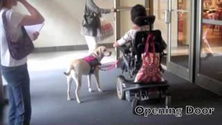 Service Dog Public Work Section 1
