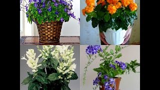 Мои новые растишки/ Комнатные цветы (кроссандра, уайтфельдия, дуранта, стрептокарпелла, руэллия)