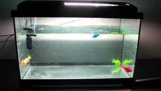 Robotic fish tank