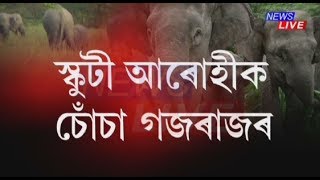 Exclusive visuals of elephants roaming in Hojai Highway