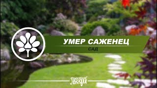 УМЕР САЖЕНЕЦ | ОТ БЕККЕР