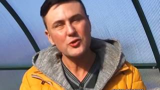 Как кормить рассаду? Пикировка сельдерея. 2 апреля 2016