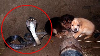 7 Animales que salvaron a otros animales de morir