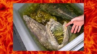 В Ростове был выловлен громадный МУТАНТ!!!! )))))