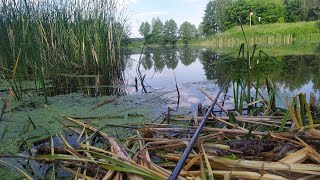 Рыбалка.Ловля огромного Линя . .Лучшая прикормка на линя. Линь на поплавочную удочку.