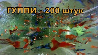 Аквариумная рыбка гуппи. Самые простые аквариумные рыбки.