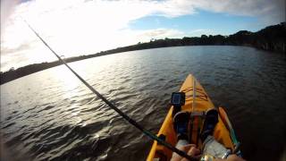 Albany Surface lure action - bream fishing on kayaks