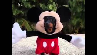 Perro Mickey