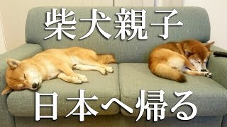 柴犬親子 日本へ帰る / Shibainu father & son go back to Japan