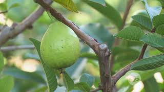 Poda de la guayaba criolla | La Finca de Hoy