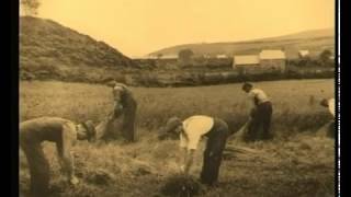 Irish Linen and the Flax Harvest - Lint & Linen Ireland