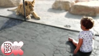 BABY MEETS LION CUB!