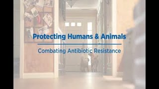 Protecting Humans & Animals: Combating Antibiotic Resistance