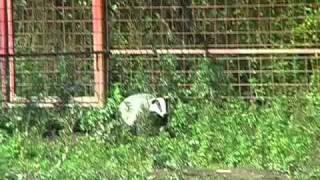 Притравка на барсука (Вьюга) (Tests on a badger)