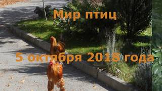 Крым. Сафари-парк "Тайган". Мир птиц. (5 октября 2018 г.)