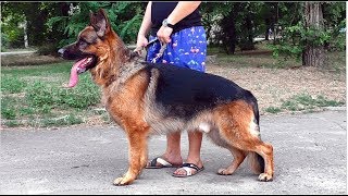 У Рифа свадьба сорвалась. Кобель немецкой овчарки 2 года. Male German Shepherd 2 years.