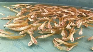 peces betta todos amarillo escama de dragon