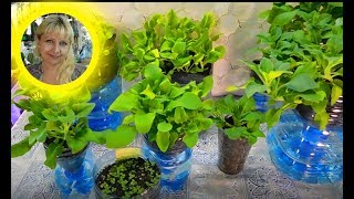 ???РАССАДА РАСТЕТ КАК БЕШЕННАЯ ! КАК БЫСТРО ВЫРАСТИТЬ ПЕТУНИЮ !