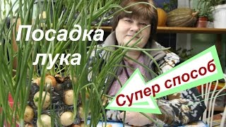 Лук на зелень. Выращивание лука. Супер способ.