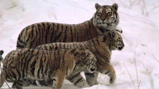Global Tiger Initiative - A new model for biodiversity conservation