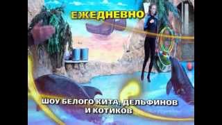Шоу белого кита, дельфинов и котиков
