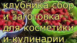 клубника сбор и заготовка для косметики и кулинарии