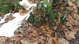 Как получить очень ранний урожай клубники.Укрываем ее на зиму.