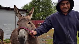 ОСЛЫ РЕЗУЛЬТАТ ЦИПЕРИЛА КОРОВЫ