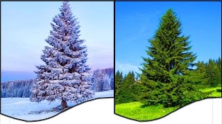 КАК нарисовать Ёлочку ЗИМОЙ и ЛЕТОМ, Свет и Тень, Перспектива и Объём