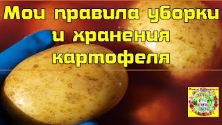 Мои правила уборки и хранения картофеля