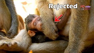 Update Titan D3 ! Tara act no milk for newborn Titan, Pity Titan mom continue reject milk all time