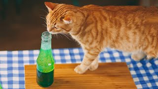 ?Как сделать лавовую лампу в домашних условиях.?DIY?