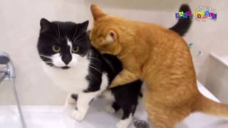 Смешные Коты и Кошки. Где моя сосиска.