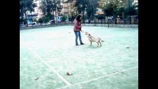 Golden Retriever Likya Otur - Yat - Kalk - Bekle - Gel Komutları / Temel İtaat Eğitimi