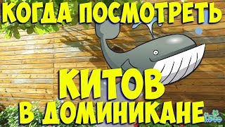 Когда посмотреть китов в Доминикане? доминикана, киты, экскурсии в доминикане